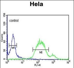 Invitrogen WNT5A Polyclonal Antibody 200 &mu;L; Unconjugated:Antibodies,
