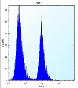 ST5 Rabbit anti-Human, Polyclonal, Invitrogen 400 &mu;L; Unconjugated:Antibodies,