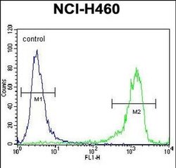 RCAN2 Rabbit anti-Human, Mouse, Polyclonal, Invitrogen 400 &mu;L; Unconjugated:Antibodies,