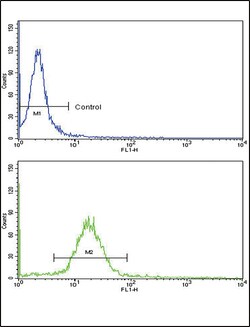 Invitrogen WNT10B Polyclonal Antibody 400 &mu;L | Buy Online | Invitrogen&trade; | Fisher Scientific