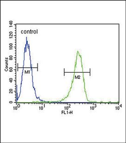 tPA Rabbit anti-Human, Polyclonal, Invitrogen 400 &mu;L; Unconjugated:Antibodies,