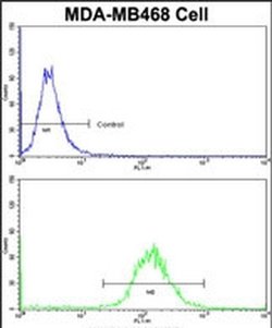 DFNA5 Rabbit anti-Human, Polyclonal, Invitrogen 400 &mu;L; Unconjugated:Antibodies,