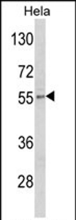 DFNA5 Rabbit anti-Human, Polyclonal, Invitrogen 400 &mu;L; Unconjugated:Antibodies,