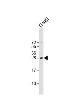 FAM3B Rabbit anti-Human, Polyclonal, Invitrogen 400 &mu;L; Unconjugated:Antibodies,