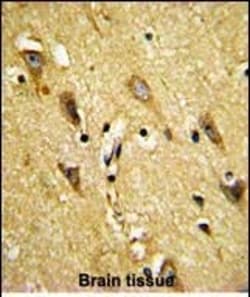 Invitrogen MOBP Polyclonal Antibody 400 &mu;L; Unconjugated:Antibodies,