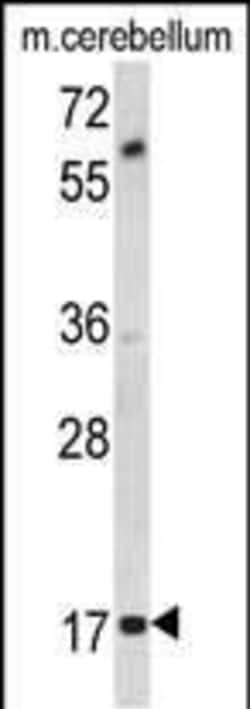 Invitrogen MOBP Polyclonal Antibody 400 &mu;L; Unconjugated:Antibodies,