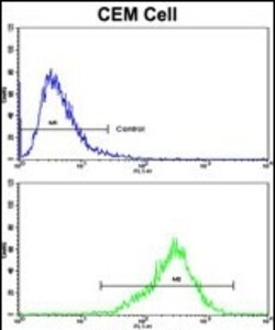 Invitrogen TGM4 Polyclonal Antibody 400 &mu;L; Unconjugated:Antibodies,