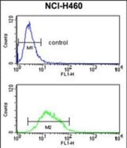 Invitrogen Kir2.1 (KCNJ2) Polyclonal Antibody 400 &mu;L; Unconjugated:Antibodies,
