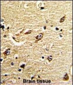 Invitrogen MT-ND5 Polyclonal Antibody 400 &mu;L; Unconjugated:Antibodies,
