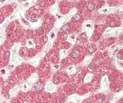 Invitrogen MT-ND5 Polyclonal Antibody 400 &mu;L; Unconjugated:Antibodies,