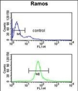 Invitrogen CBS Polyclonal Antibody 400 &mu;L; Unconjugated:Antibodies,