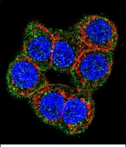 Invitrogen CBS Polyclonal Antibody 400 &mu;L; Unconjugated:Antibodies,