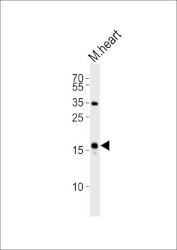 Invitrogen&trade;&nbsp;ANP Polyclonal Antibody