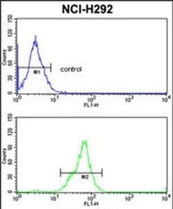 TOB1 Rabbit anti-Human, Mouse, Polyclonal, Invitrogen 400 &mu;L; Unconjugated:Antibodies,