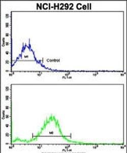 RARS2 Rabbit anti-Human, Polyclonal, Invitrogen 400 &mu;L; Unconjugated:Antibodies,