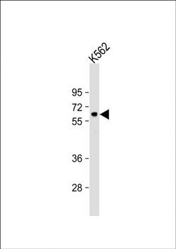 RARS2 Rabbit anti-Human, Polyclonal, Invitrogen 400 &mu;L; Unconjugated:Antibodies,