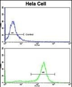 Invitrogen PPP2R2B Polyclonal Antibody 400 &mu;L; Unconjugated:Antibodies,