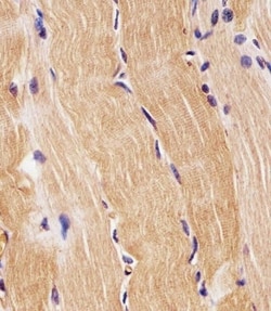 Invitrogen PRODH Polyclonal Antibody 400 &mu;L; Unconjugated:Antibodies,