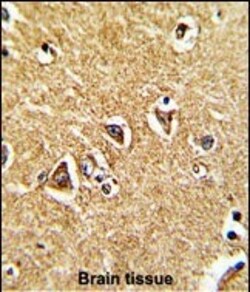 Invitrogen PRODH Polyclonal Antibody 400 &mu;L; Unconjugated:Antibodies,