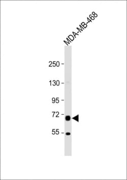Invitrogen PRODH Polyclonal Antibody 400 &mu;L; Unconjugated:Antibodies,