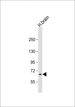 Invitrogen PRODH Polyclonal Antibody 400 &mu;L; Unconjugated:Antibodies,