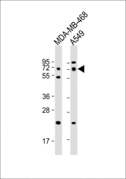 Invitrogen PRODH Polyclonal Antibody 400 &mu;L; Unconjugated:Antibodies,