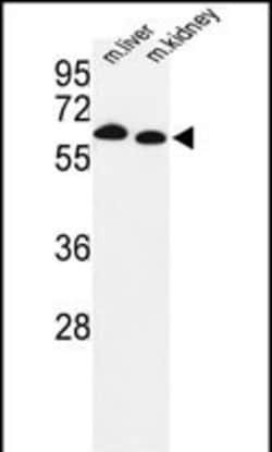 Invitrogen PRODH Polyclonal Antibody 400 &mu;L; Unconjugated:Antibodies,