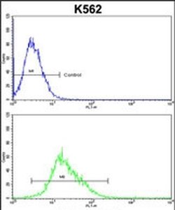 Folliculin Rabbit anti-Human, Polyclonal, Invitrogen 400 &mu;L; Unconjugated:Antibodies,