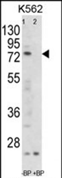 Folliculin Rabbit anti-Human, Polyclonal, Invitrogen 400 &mu;L; Unconjugated:Antibodies,