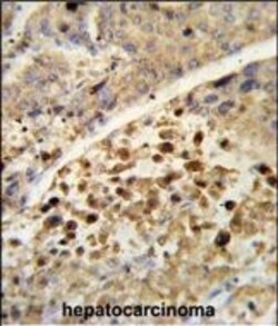 Invitrogen PXR Polyclonal Antibody 400 &mu;L | Buy Online | Invitrogen&trade; | Fisher Scientific
