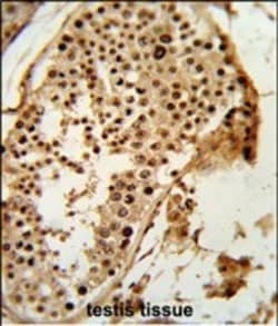 Invitrogen PARD3 Polyclonal Antibody 400 &mu;L; Unconjugated:Antibodies,