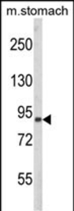 Invitrogen PARD3 Polyclonal Antibody 400 &mu;L; Unconjugated:Antibodies,