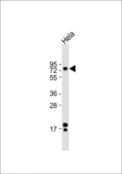 Invitrogen ATF6 Polyclonal Antibody 400 &mu;L | Buy Online | Invitrogen&trade; | Fisher Scientific