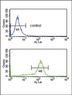 UAP56 Rabbit anti-Human, Polyclonal, Invitrogen 400 &mu;L; Unconjugated:Antibodies,
