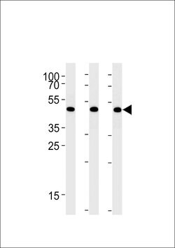 UAP56 Rabbit anti-Human, Polyclonal, Invitrogen 400 &mu;L; Unconjugated:Antibodies,