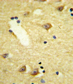 Invitrogen D4 Dopamine Receptor Polyclonal Antibody 400 &mu;L; Unconjugated:Antibodies,
