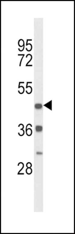 Invitrogen D4 Dopamine Receptor Polyclonal Antibody 400 &mu;L; Unconjugated:Antibodies,