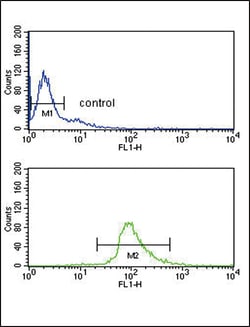 Invitrogen DCT Polyclonal Antibody 400 &mu;L; Unconjugated:Antibodies,