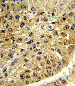 Invitrogen DCT Polyclonal Antibody 400 &mu;L; Unconjugated:Antibodies,