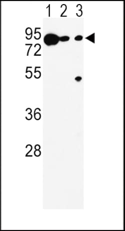 Invitrogen DCT Polyclonal Antibody 400 &mu;L; Unconjugated:Antibodies,