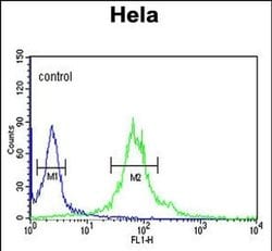 Importin 11 Rabbit anti-Human, Polyclonal, Invitrogen 400 &mu;L; Unconjugated:Antibodies,
