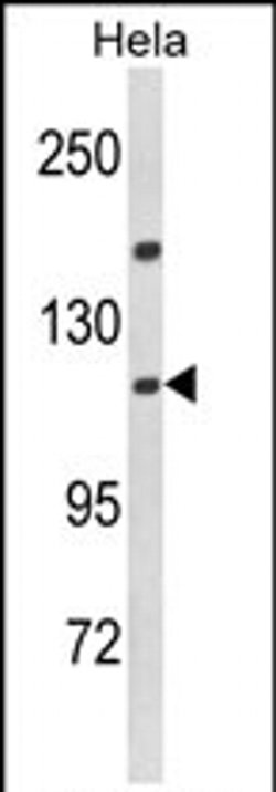 Importin 11 Rabbit anti-Human, Polyclonal, Invitrogen 400 &mu;L; Unconjugated:Antibodies,