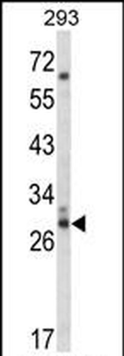 Cdc42EP3 Rabbit anti-Human, Polyclonal, Invitrogen 400 &mu;L; Unconjugated:Antibodies,