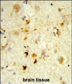 Invitrogen ITGBL1 Polyclonal Antibody 400 &mu;L; Unconjugated:Antibodies,