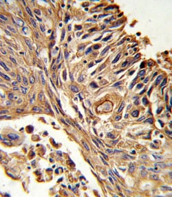 Invitrogen IL18RAP Polyclonal Antibody 400 &mu;L; Unconjugated:Antibodies,