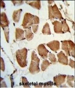 Invitrogen TAZ Polyclonal Antibody 400 &mu;L; Unconjugated:Antibodies,