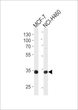 Invitrogen TAZ Polyclonal Antibody 400 &mu;L; Unconjugated:Antibodies,