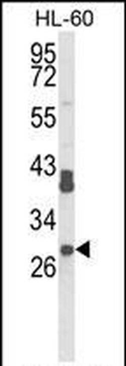 RPS8 Rabbit anti-Human, Mouse, Polyclonal, Invitrogen 400 &mu;L; Unconjugated:Antibodies,