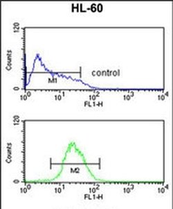 ATF7 Rabbit anti-Human, Polyclonal, Invitrogen 400 &mu;L; Unconjugated:Antibodies,
