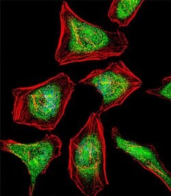 ATF7 Rabbit anti-Human, Polyclonal, Invitrogen 400 &mu;L; Unconjugated:Antibodies,